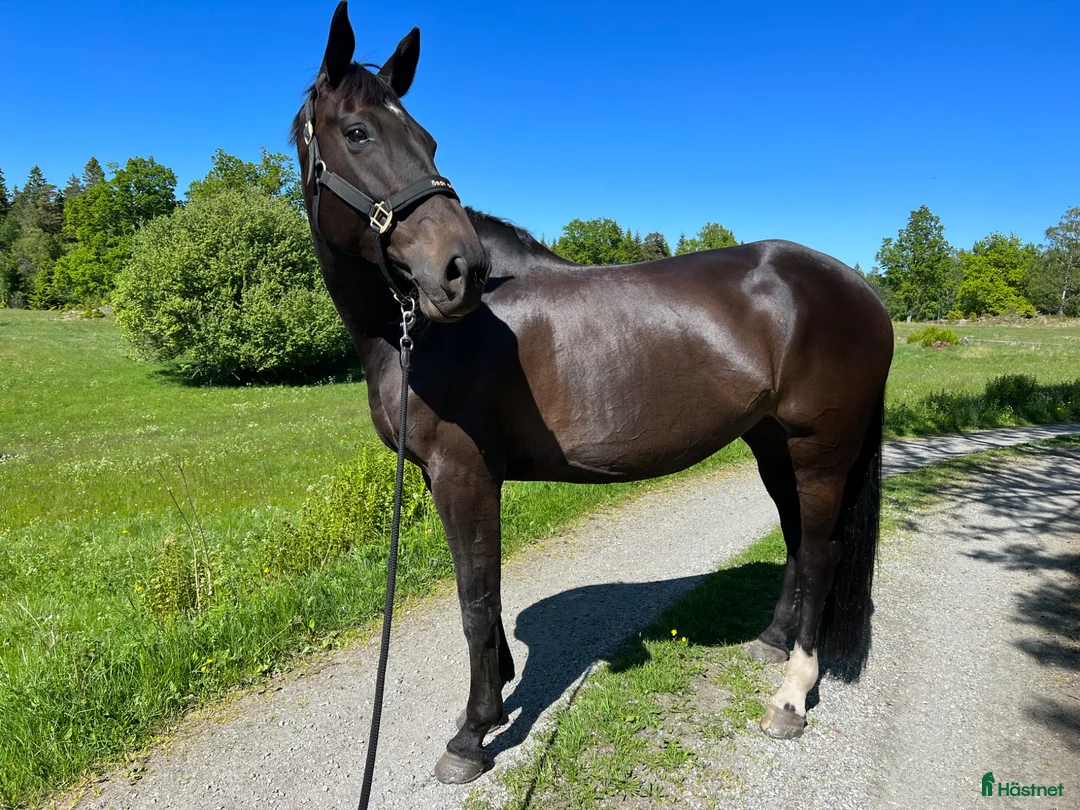 Avelshästar hästar till salu: Vackert SWB sto  - Annons 1