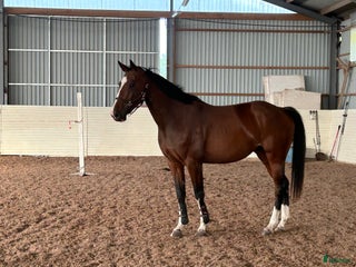 hästar Vacker ungsto men rörelser över medium i Kristianstad - Annons 13