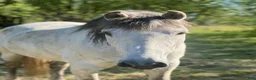  medryttarhäst finnes: Medryttare sökes - Annons 1
