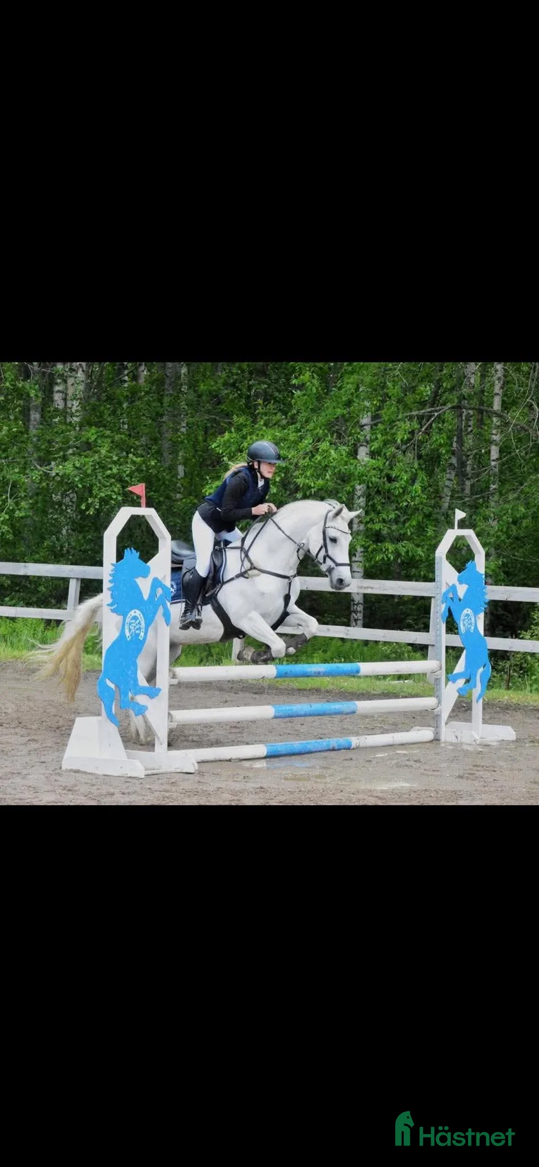 Allround hästar till salu: Allroundponny - Annons 2