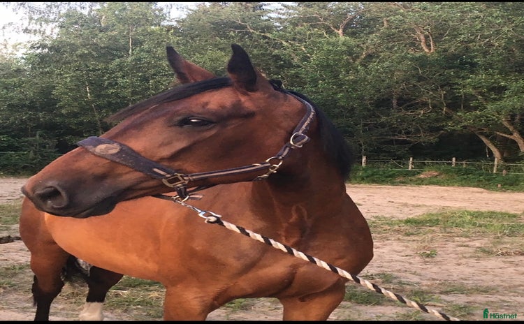  hästar i Alvesta - Annons 1