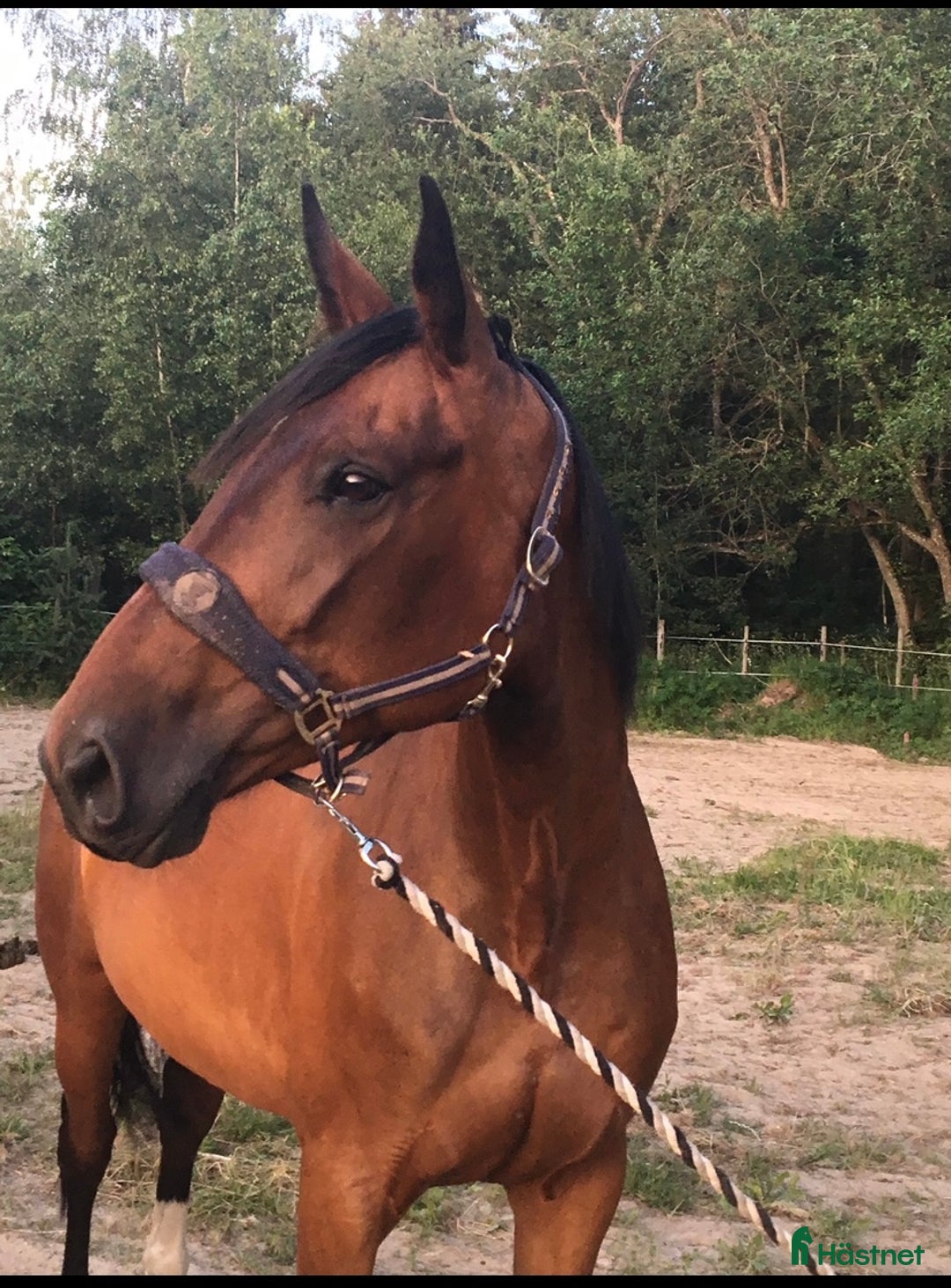 Allround hästar till salu: Sto 15 år  i Alvesta - Annons 1