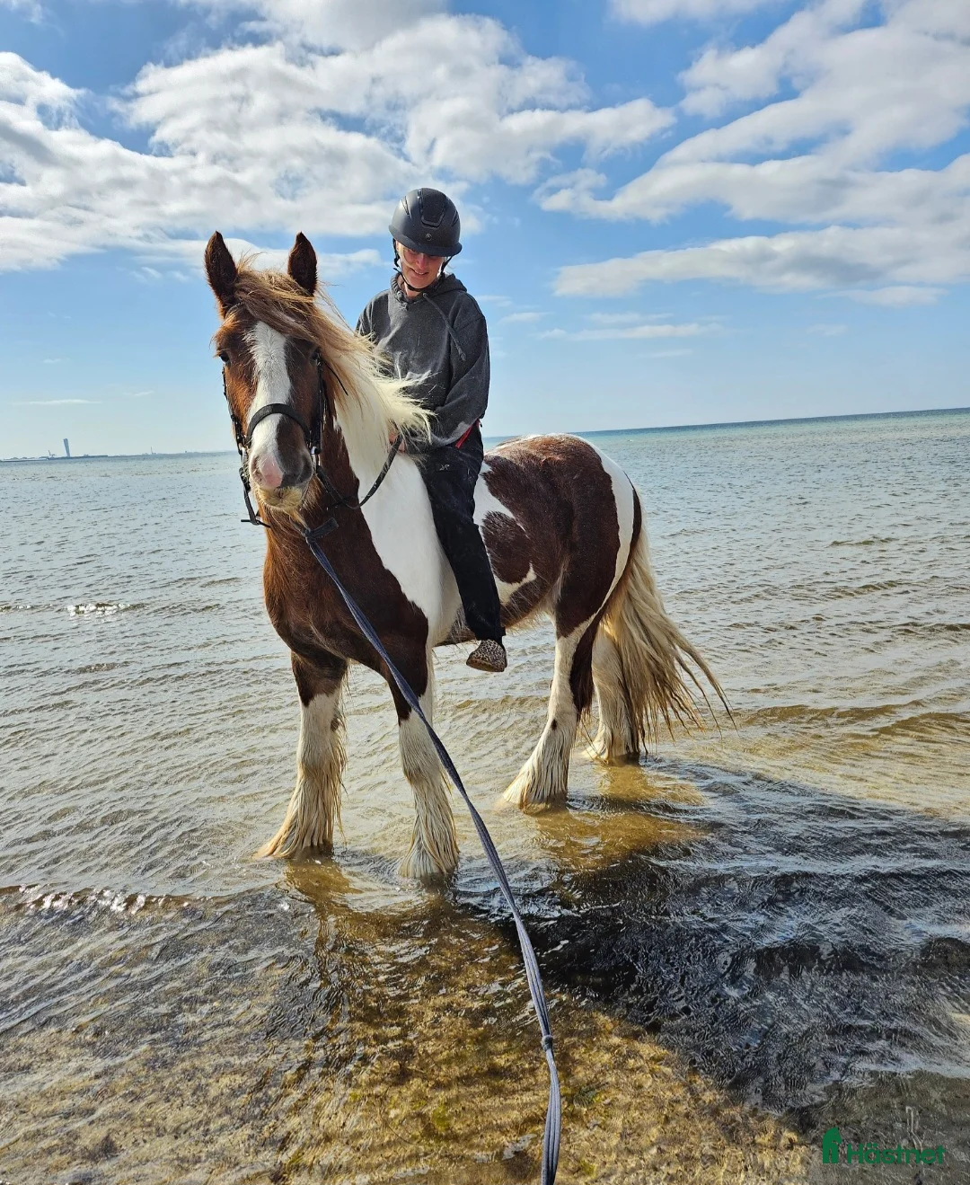 Allround hästar till salu: Irish Cob Valack, riden och körd  - Annons 2