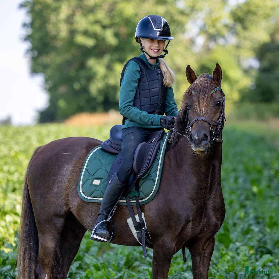 Allround hästar till salu: Moelview King Arthur  - Annons 1