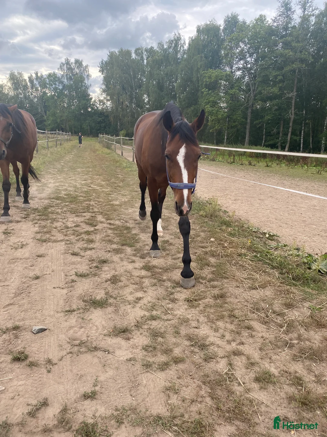 Sällskap hästar till salu: Trevliga valacker söker nya hem🏠 - Annons 1