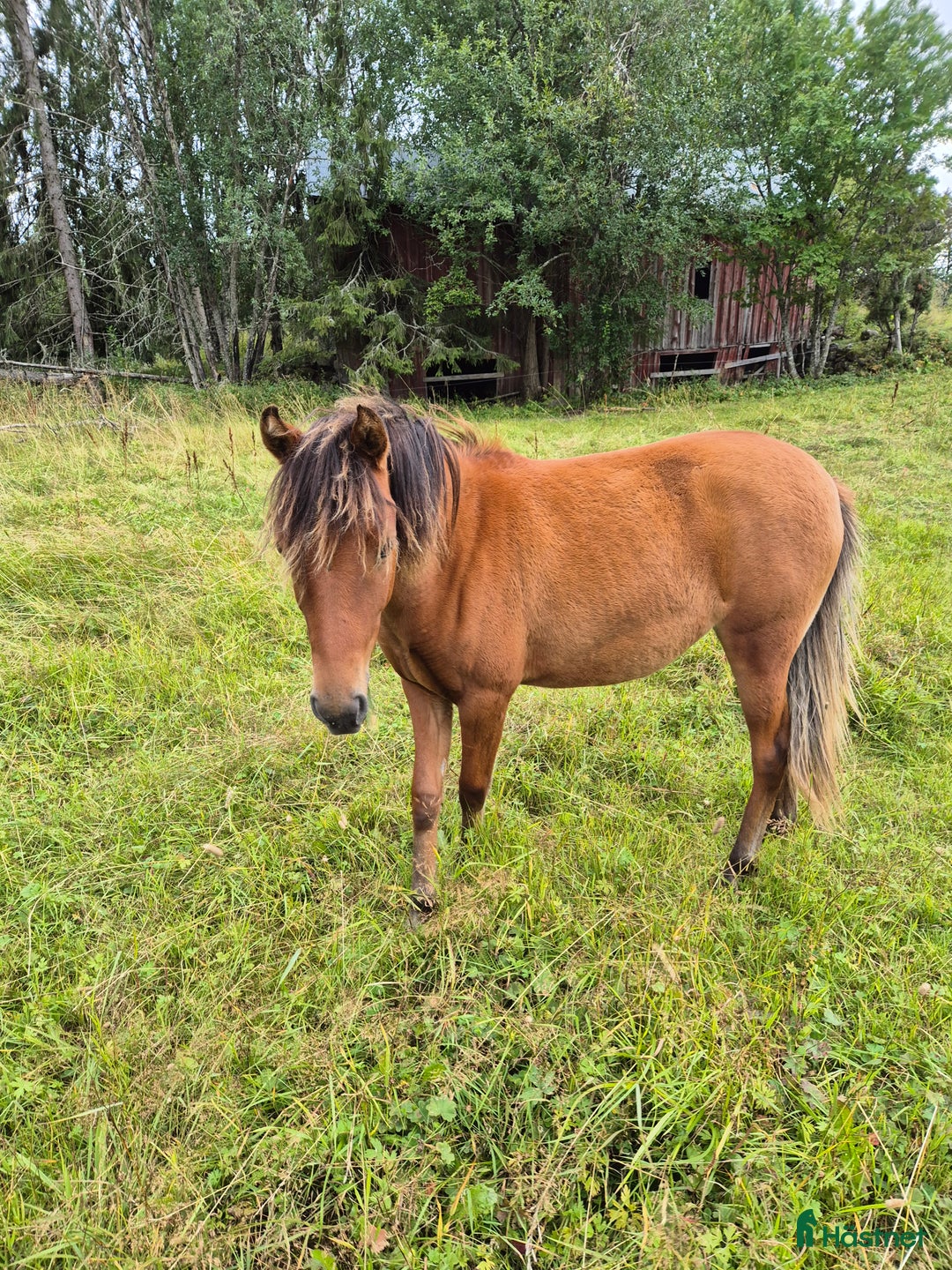 Övrigt hästar till salu: Trevligt ungponnysto snart 2 år i Nälden - Annons 7