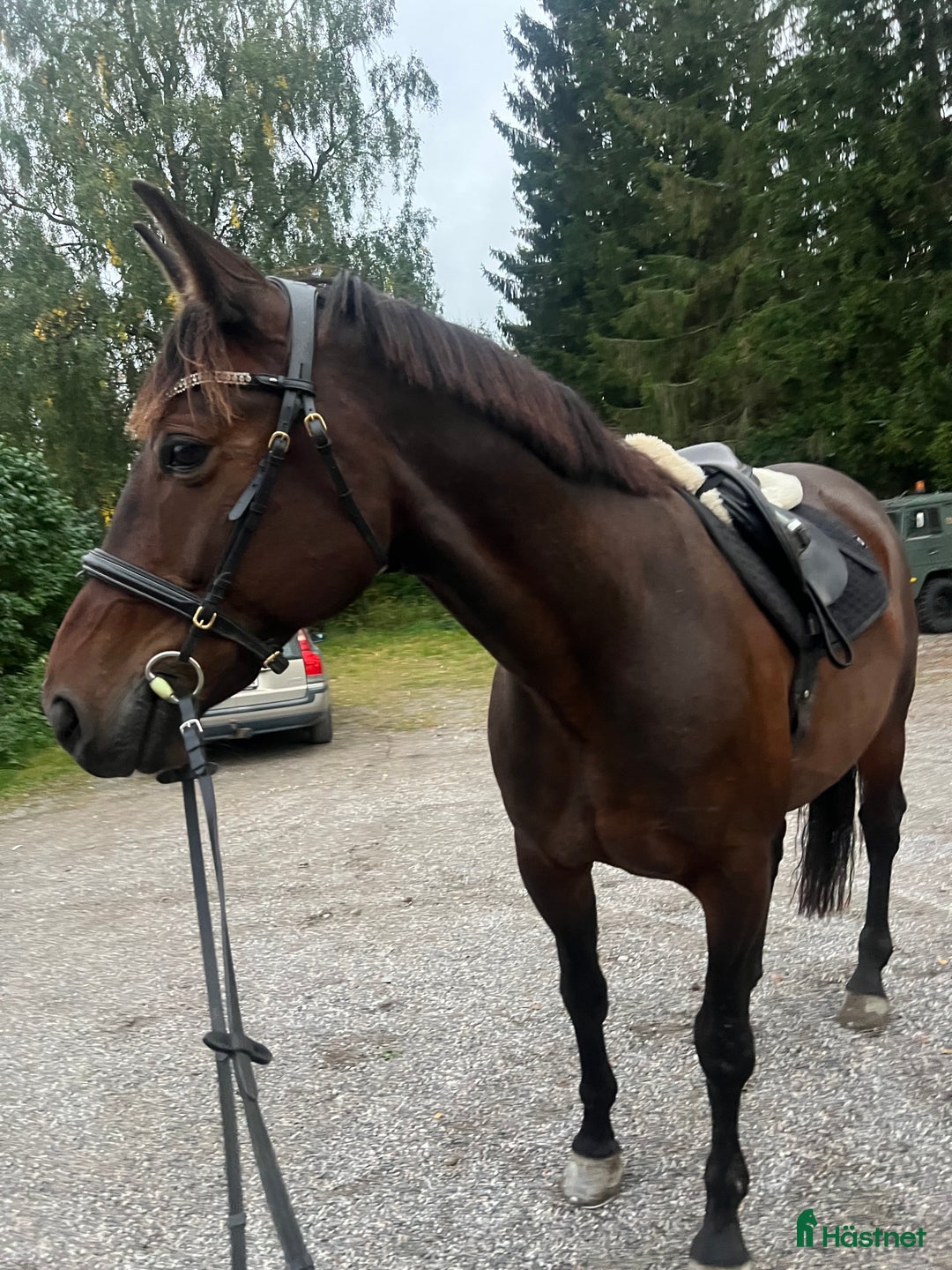 Allround hästar till salu: Ridtravare söker ett för alltid hem i Sundsvall - Annons 5