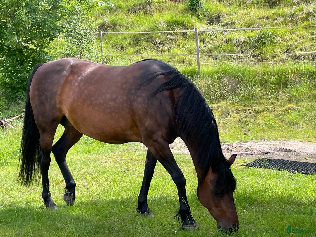 Allround hästar till salu: Underbart morgansto i Sätila - Annons 3