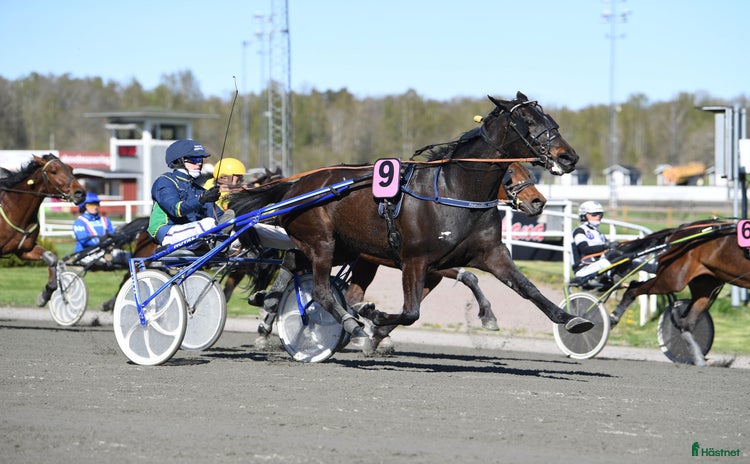  hästar i Axvall - Annons 2