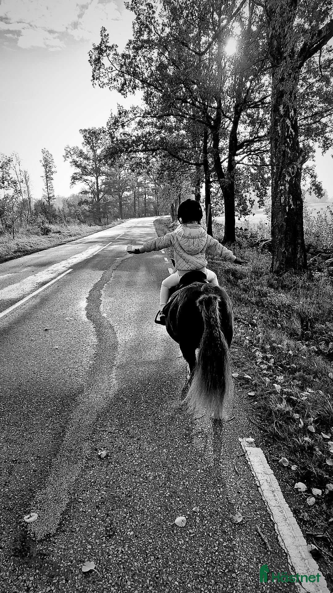 Allround hästar sökes: Foderponny sökes - Annons 2