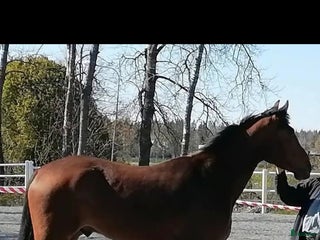 hästar Säljes som ridhäst i Väddö - Annons 13