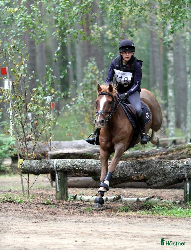  hästar En av Sveriges högst rankade b-ponny i fälttävlan i Kumla - Annons 6