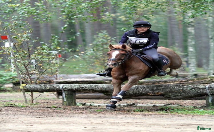  hästar i Kumla - Annons 8