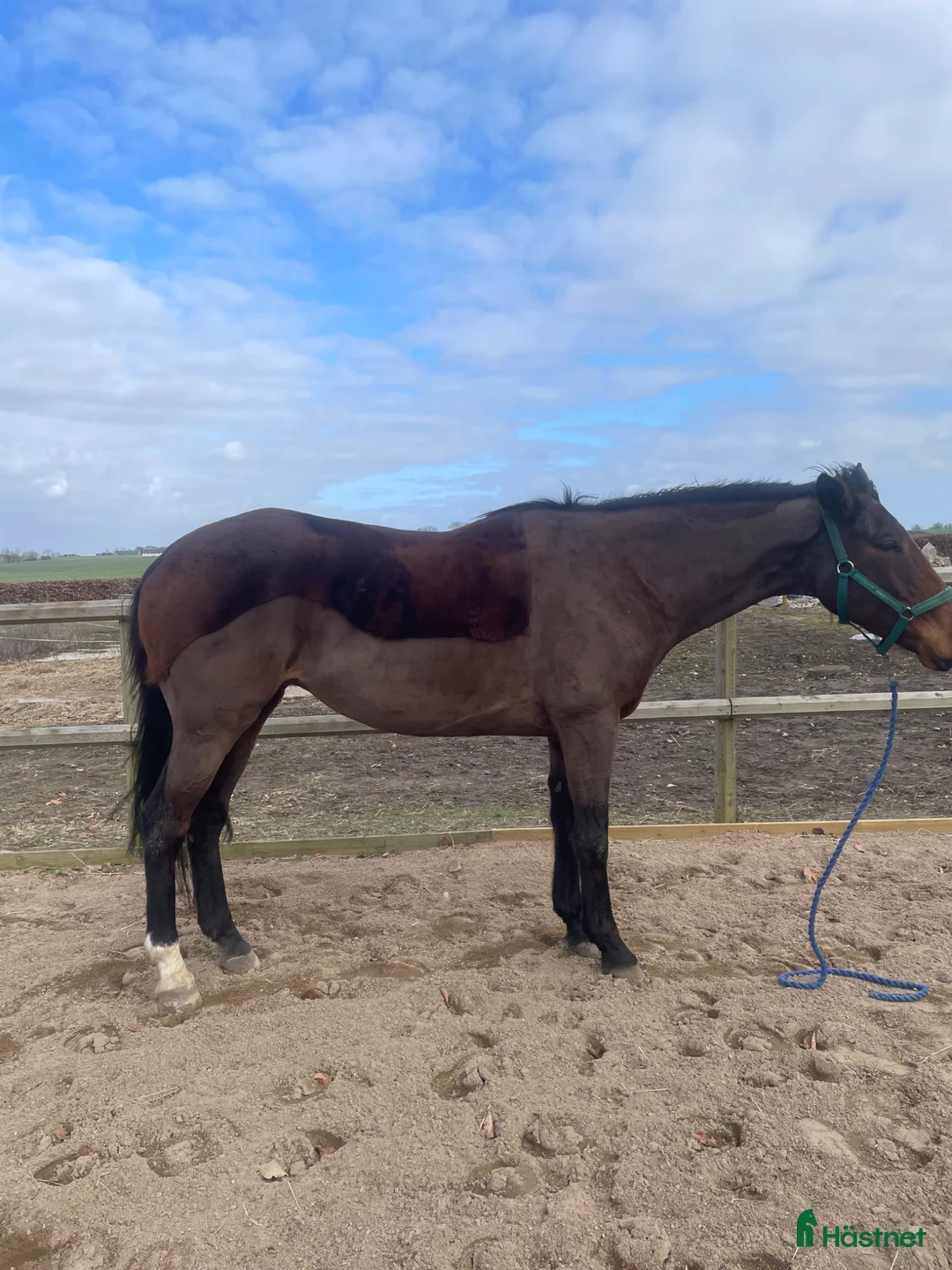 Allround hästar till salu: Trevligt fullblodssto - Annons 1