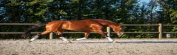Working Equitation hästar till salu: Slående vacker lusitano för dressyr och WE - Annons 6