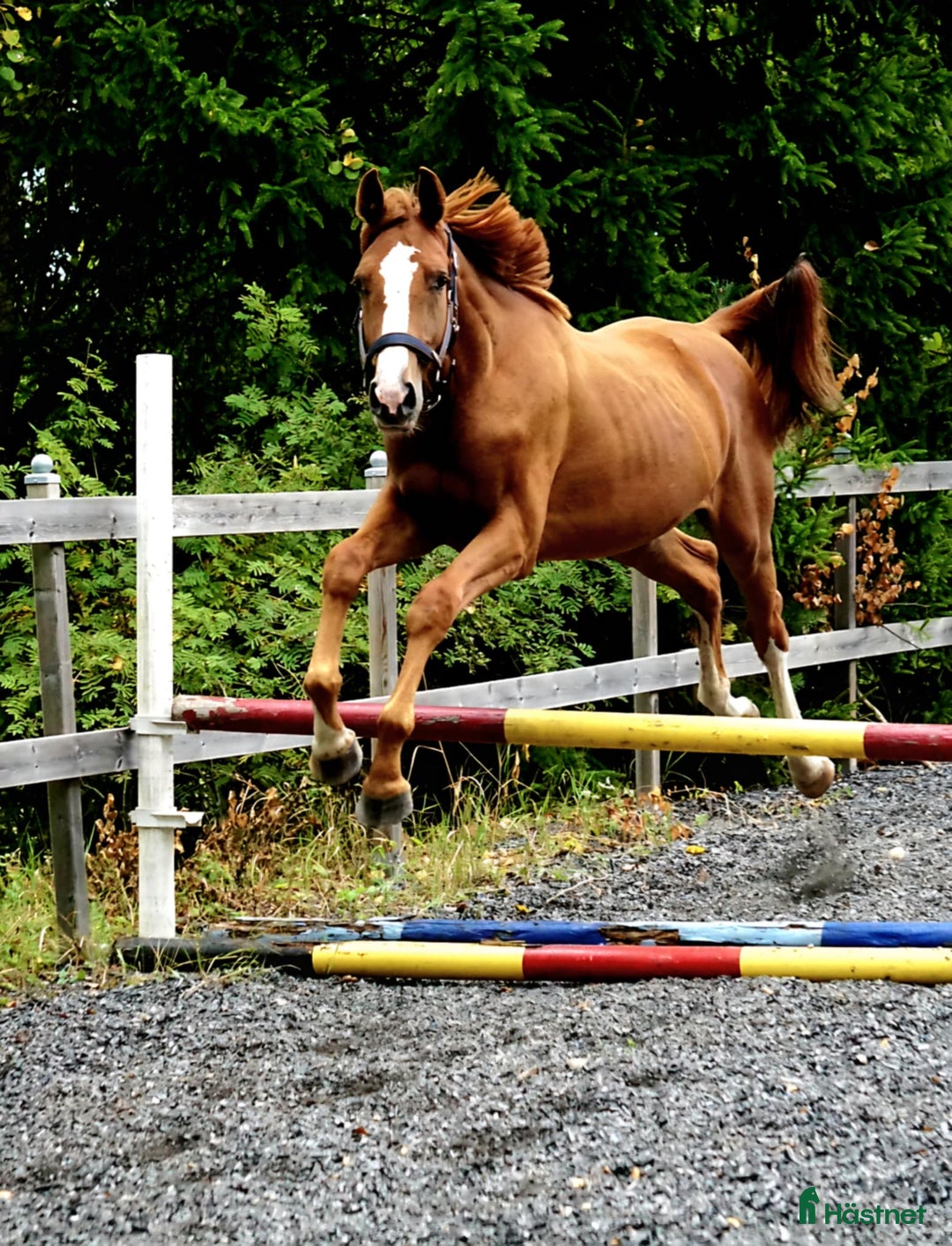 Hoppning hästar till salu: 🌟Joinville🌟 f.2024 hopp/fälttävlan i Sköldinge - Annons 6