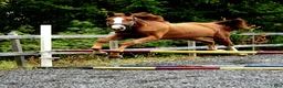 Hoppning hästar till salu: 🌟Joinville🌟 f.2024 hopp/fälttävlan i Sköldinge - Annons 6