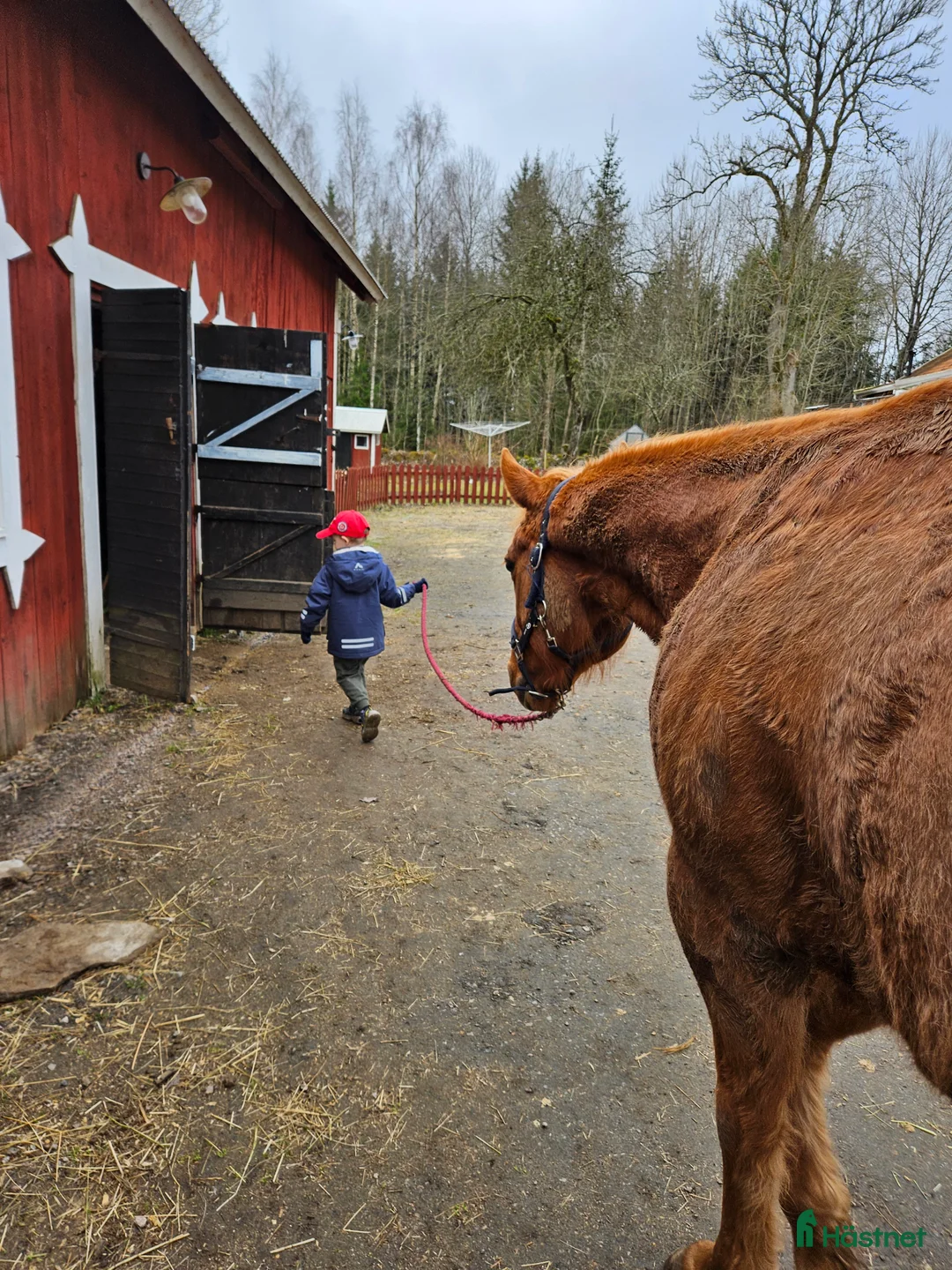 Western hästar till salu: Liten kille med stort hjärta i Skövde - Annons 5