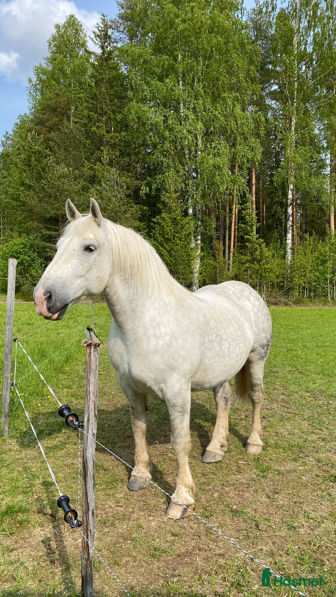 Övrigt hästar till salu: Doni söker sin människa. i Bredbyn - Annons 1