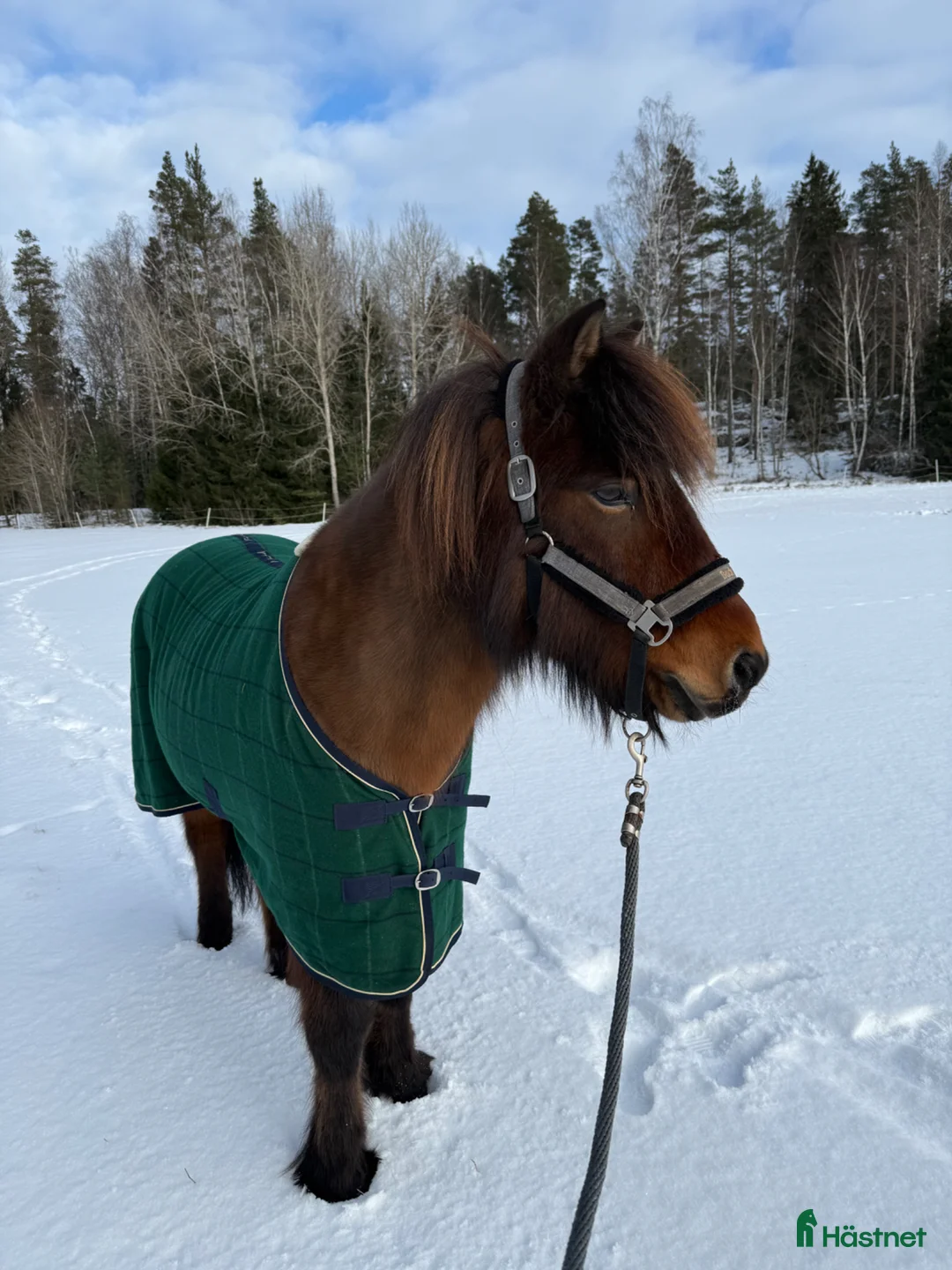 Island hästar till salu: Skapari fra Skipaskaga  - Annons 7