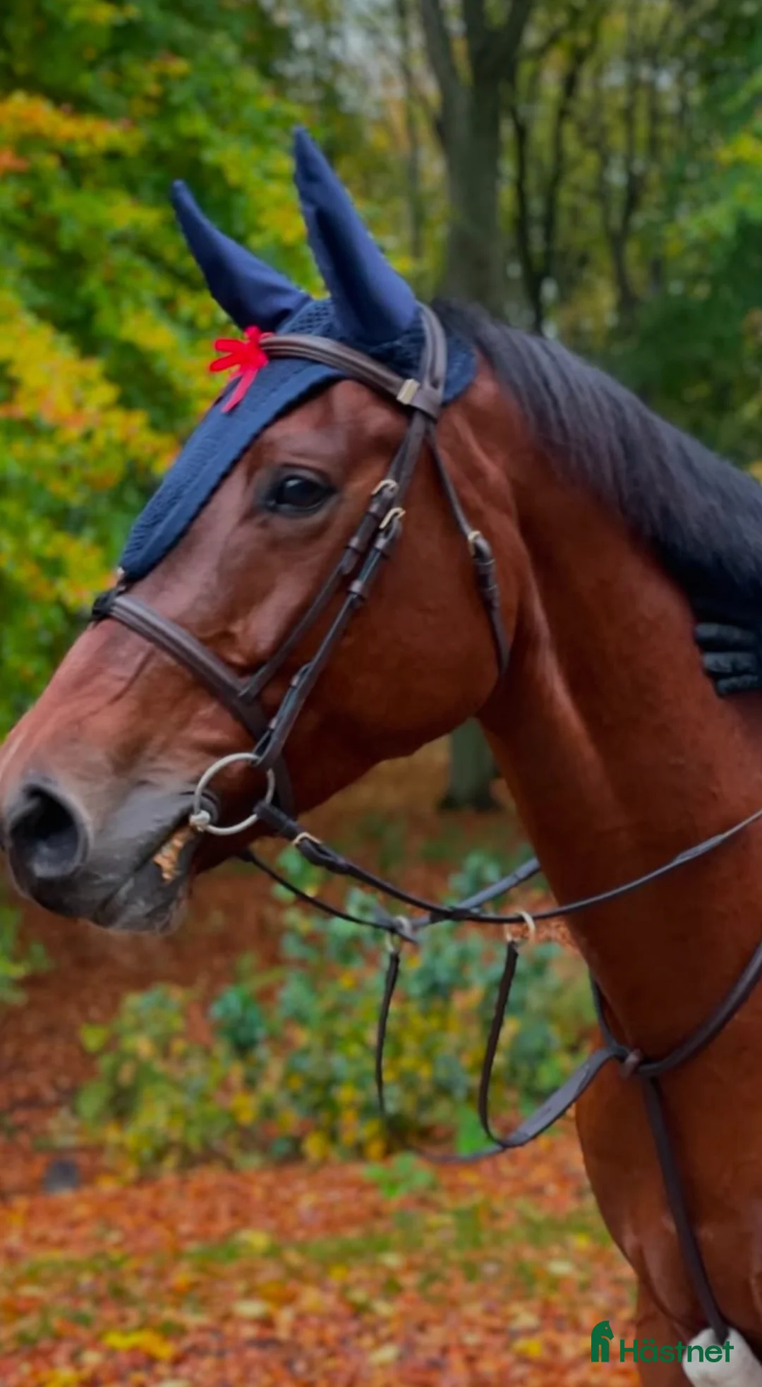 Allround hästar till salu: SWB sto säljes mycket förmånligt - Annons 6