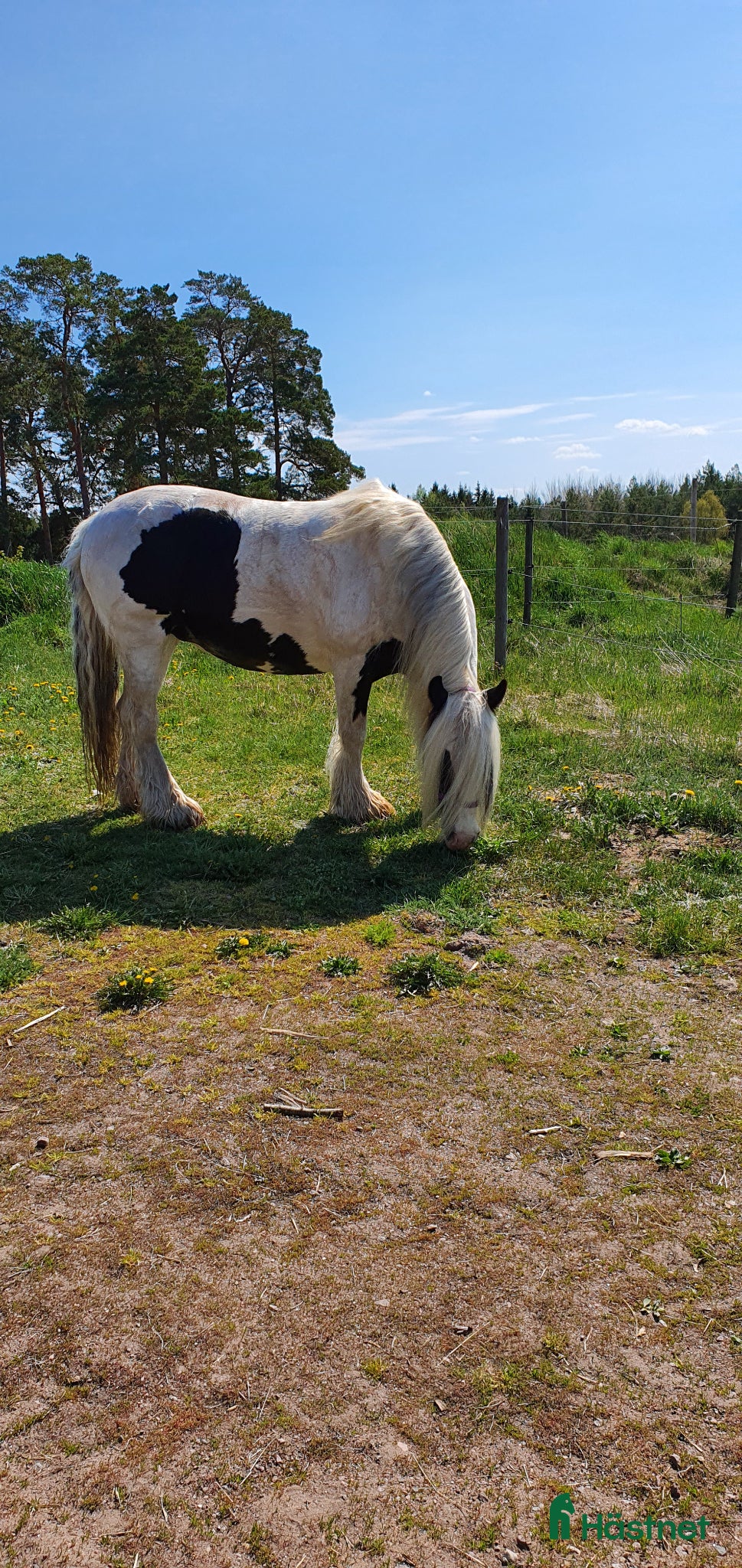  foderhäst finnes: Grace söker fodervärd - Annons 1