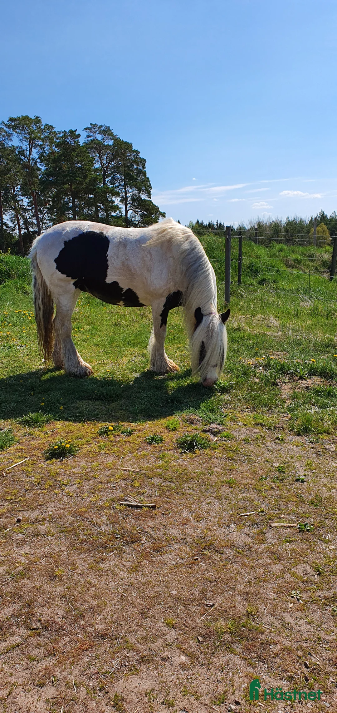  foderhäst finnes: Grace söker fodervärd i Boxholm - Annons 1