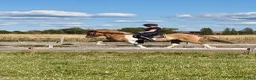 Island hästar till salu: Stort, välbyggt sto  i Gammalkil - Annons 5