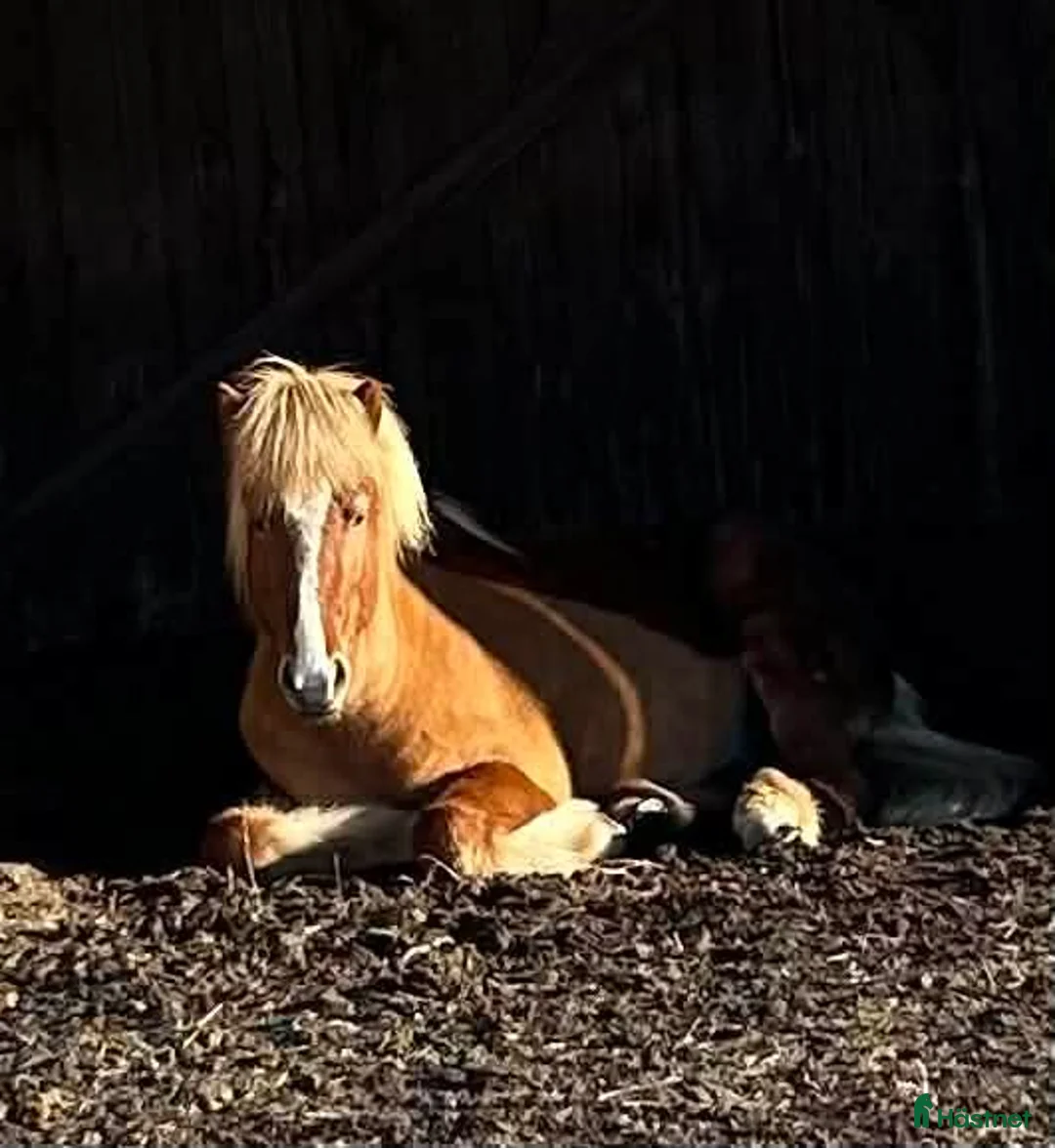 Island hästar till salu: Välutbildad Valack f-18 - Annons 4