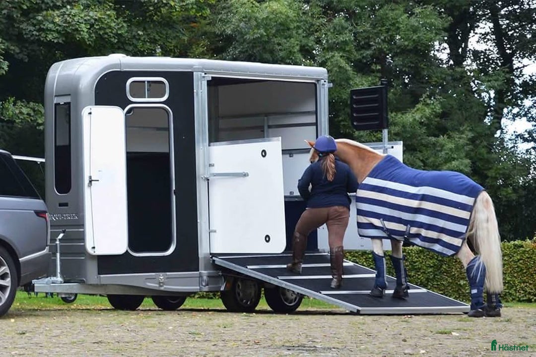 Hästtransporter  fordon & transport till salu: SÖKER: Trail Treka i Norrtälje - Annons 3