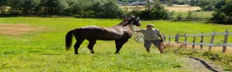 Allround hästar till salu: 5 Års Akhal-Teke Vallak Til Salgs i Raufoss - Annons 20