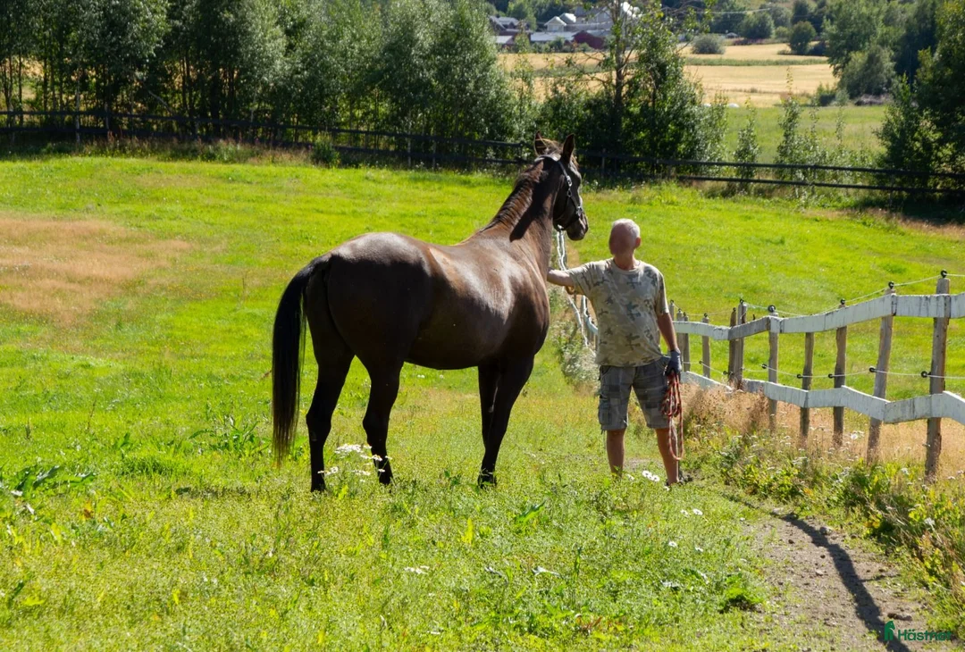 Allround hästar till salu: 5 Års Akhal-Teke Vallak Til Salgs i Raufoss - Annons 20
