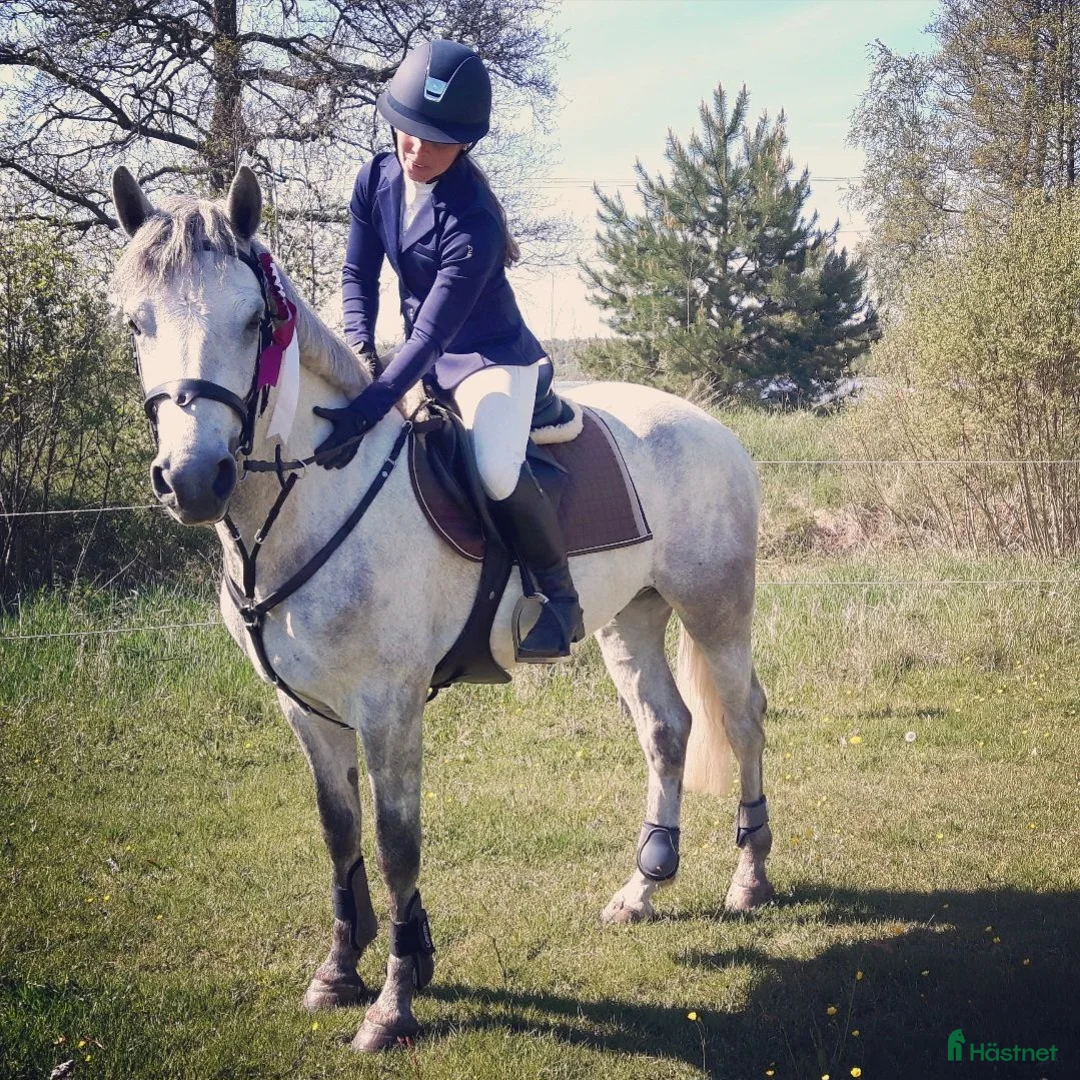  hästservice finnes: 🐴 Utbildning & förmedling på Stall Ljunganäs 🌿 - Annons 2