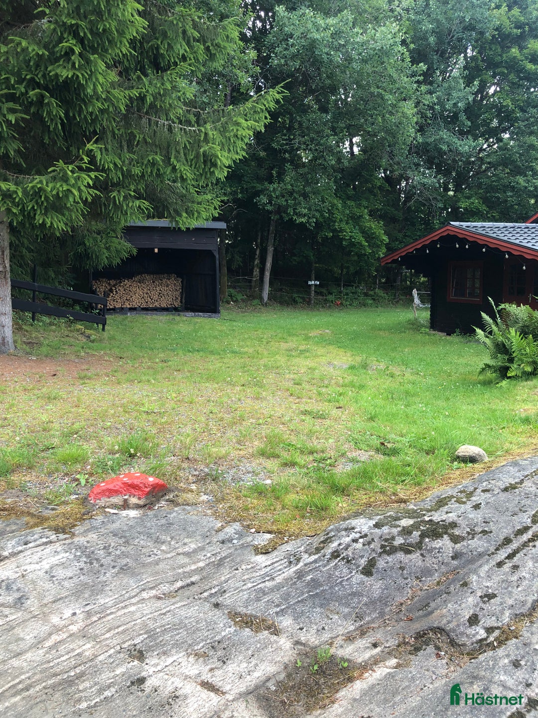 Island hästar sökes: 🐴Islandshäst Valack🐴 i Mölnlycke - Annons 5