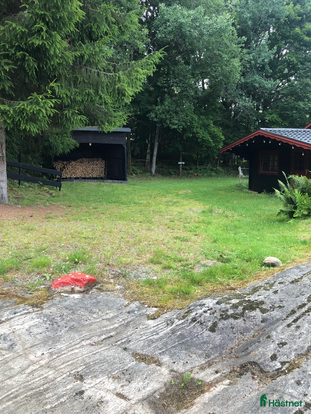 Island hästar sökes: 🐴Islandshäst Valack🐴 - Annons 5