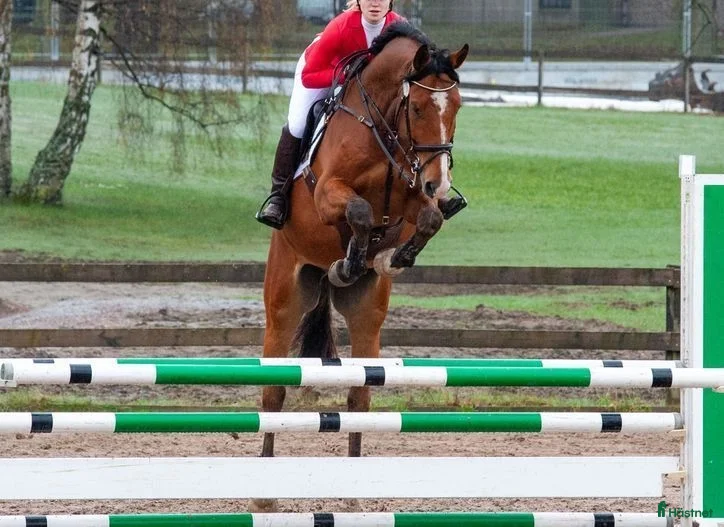  hästar Fantastisk gentleman - Annons 2