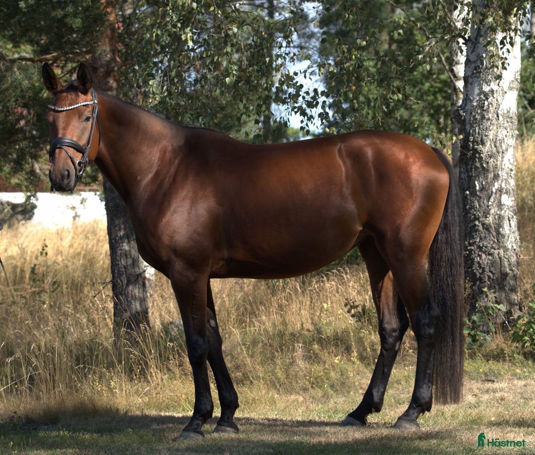 Allround hästar till salu: 4-årigt tryggt sto med ridbarhet och mångsidighet i Ekolsund - Annons 1
