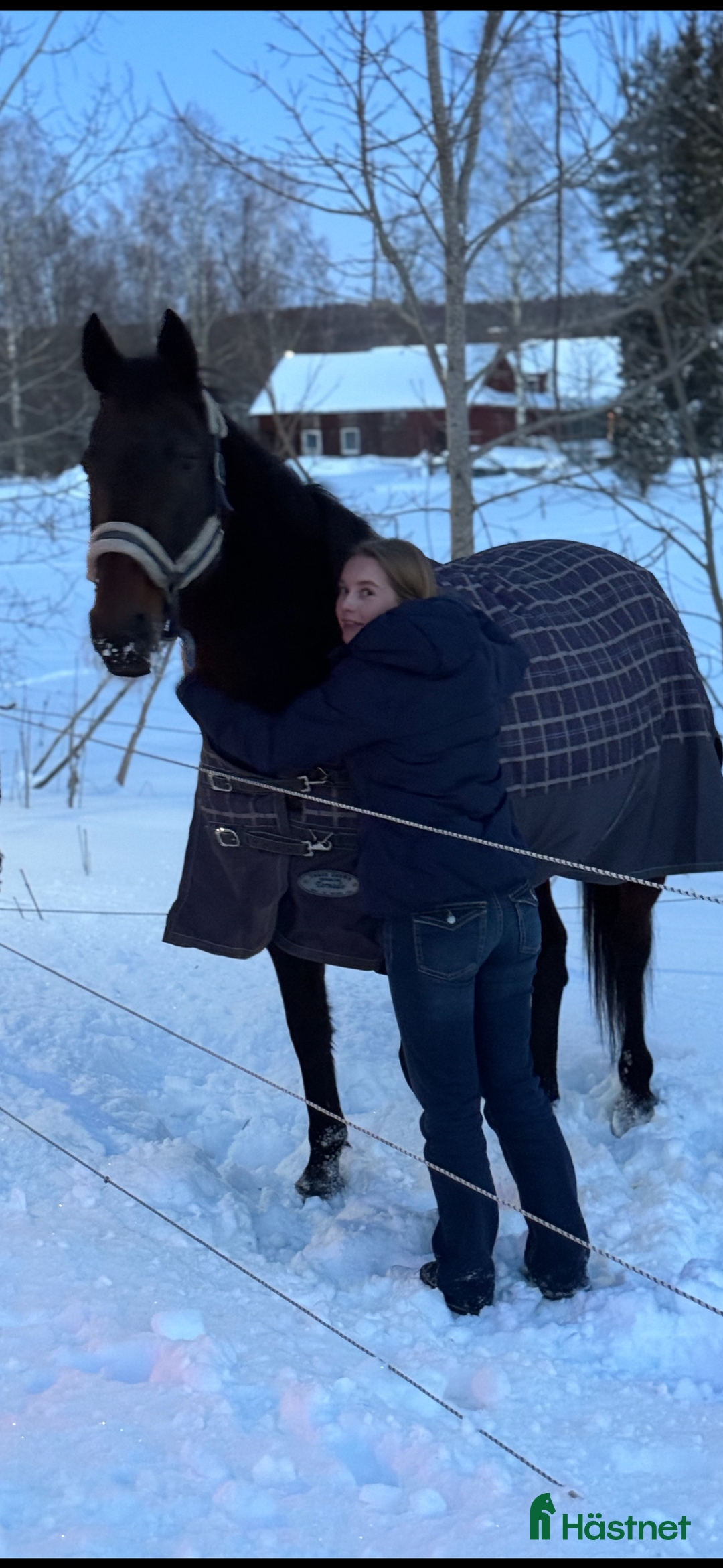 Allround hästar till salu: Intresse koll på världens snällaste sto - Annons 1