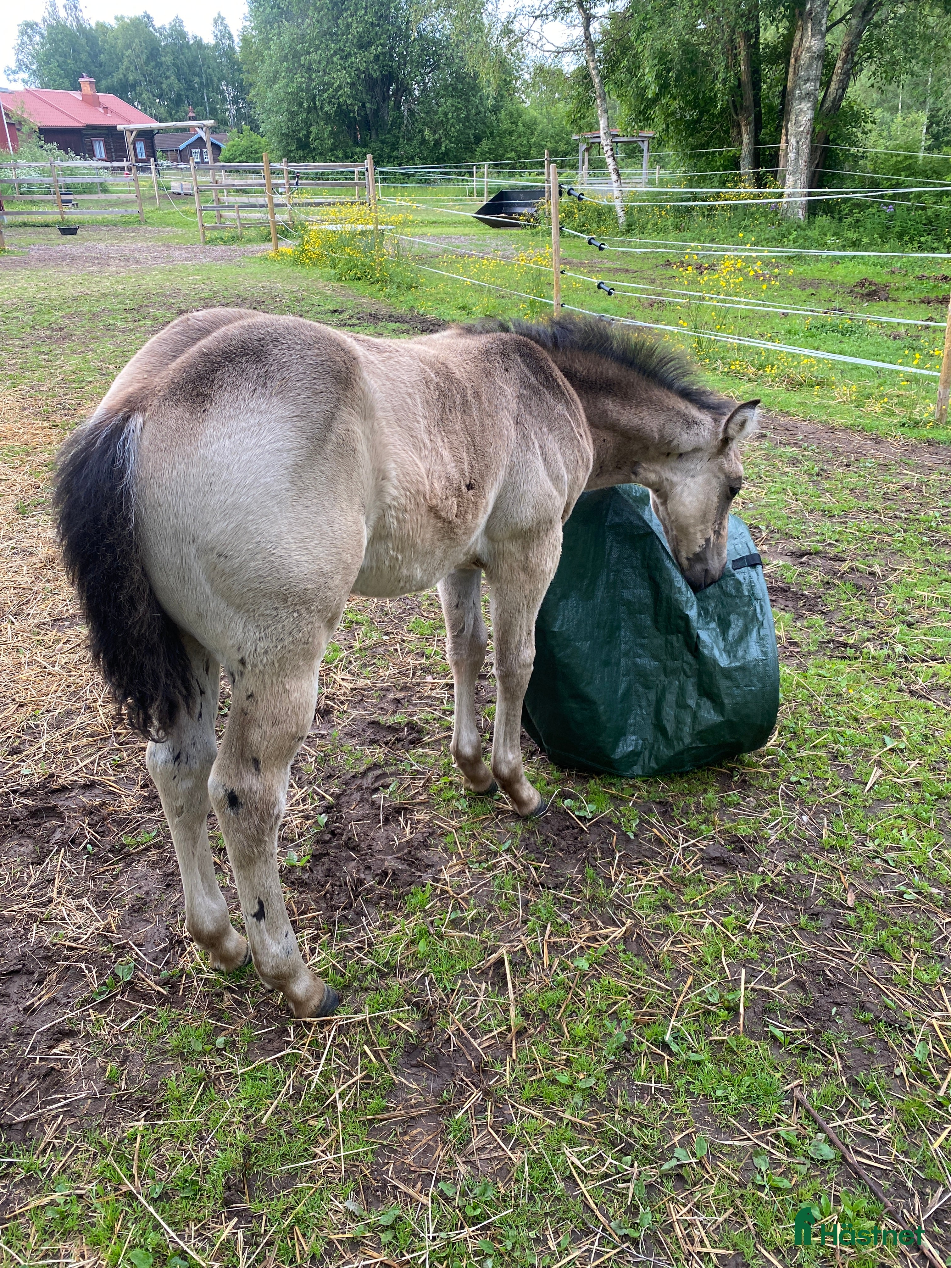  hästar Superfin Quarter åring  - Annons 13