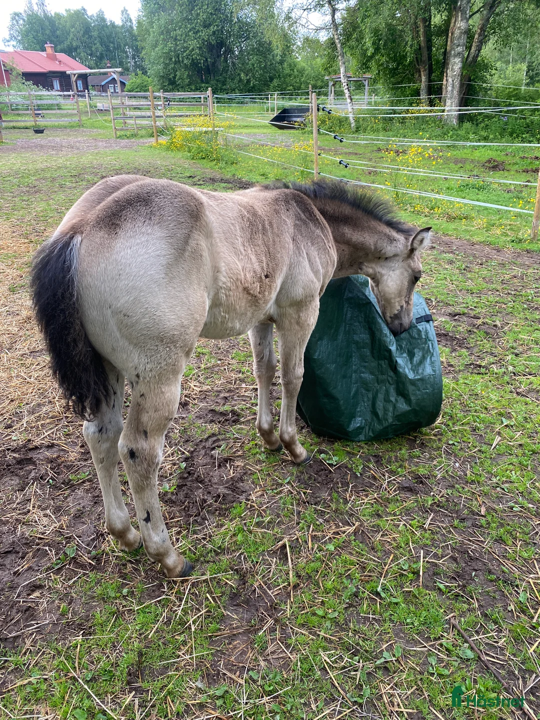Western hästar till salu: Superfin Quarter åring  - Annons 1