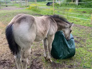 hästar Superfin Quarter åring - Annons 13