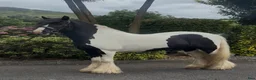 Allround hästar till salu: The Ultimate Irish cob - Annons 3