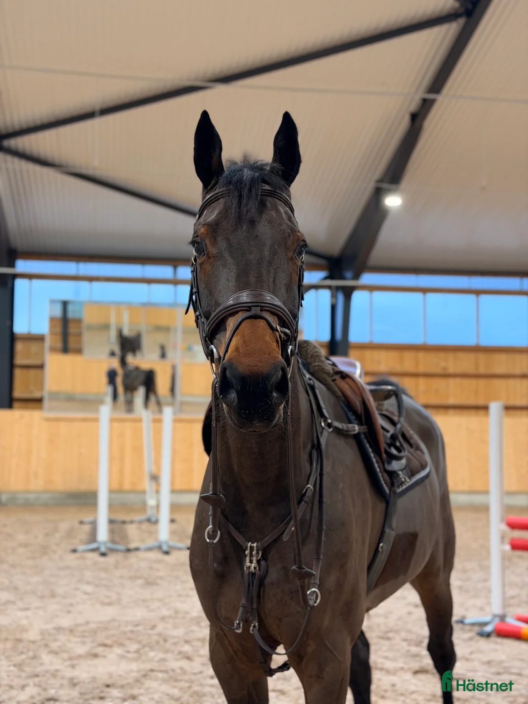 Hoppning hästar till salu: Fin 5-årig Hoppvalack  i Bålsta - Annons 2