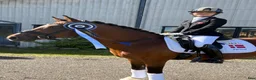 Dressyr hästar till salu: Top FEI pony  - Annons 21