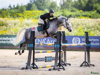 hästar Fantastiskt SWB-sto för hopp/fälttävlan - Annons 4