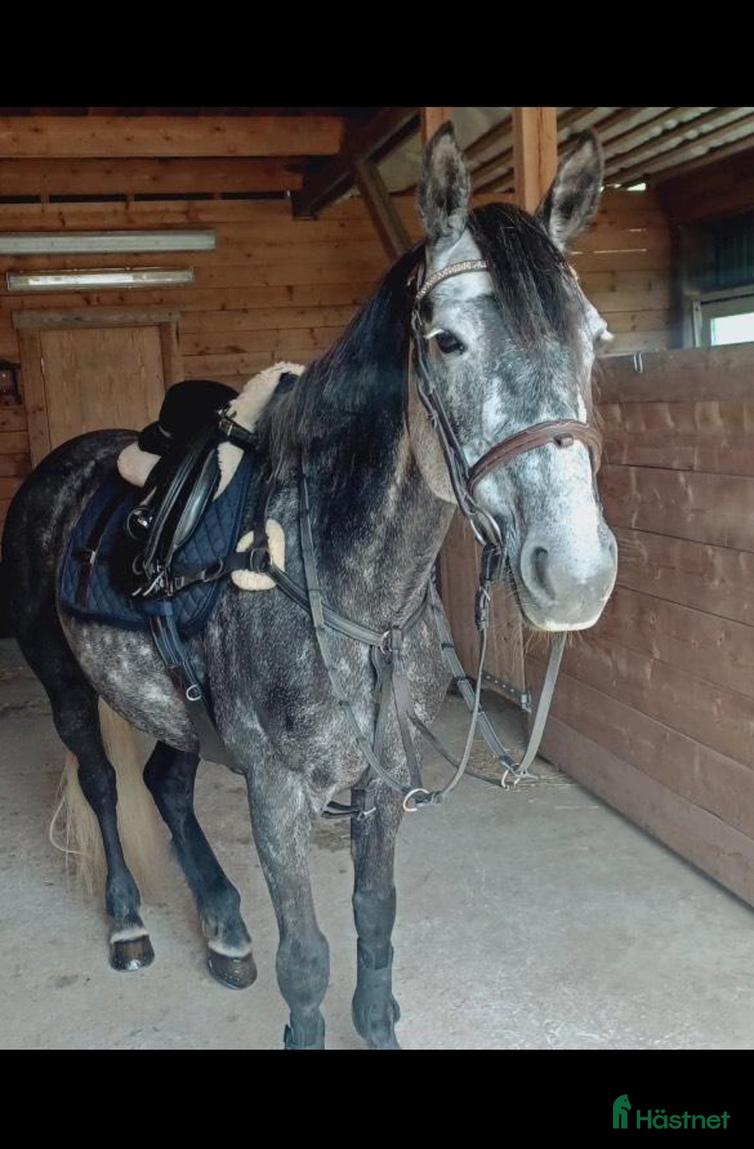 Hoppning hästar till salu: Rosettplockande D-ponny med stor kapacitet 🌟 i Bollstabruk - Bild 4