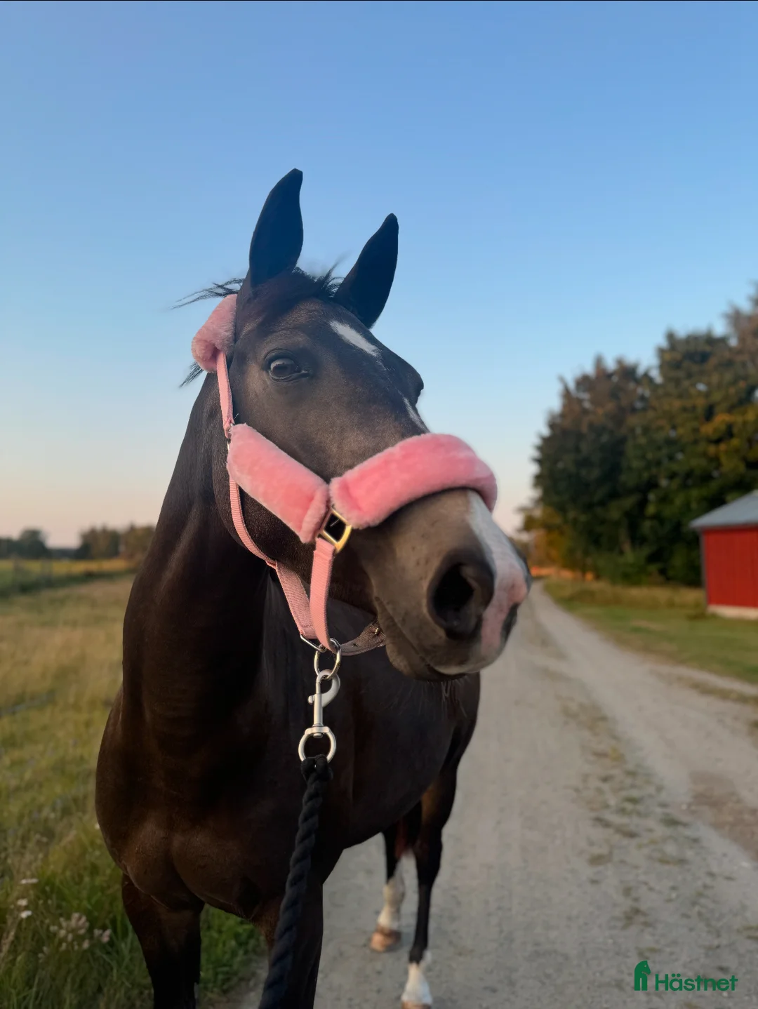 Allround hästar till salu: Sportig D-ponny - Annons 2