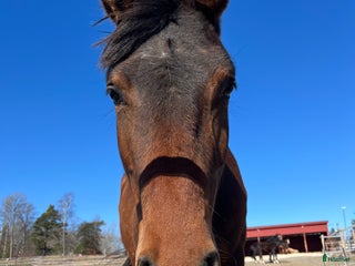 Allround hästar till salu: Trevligt sto 2,5 år i Märsta - Annons 1