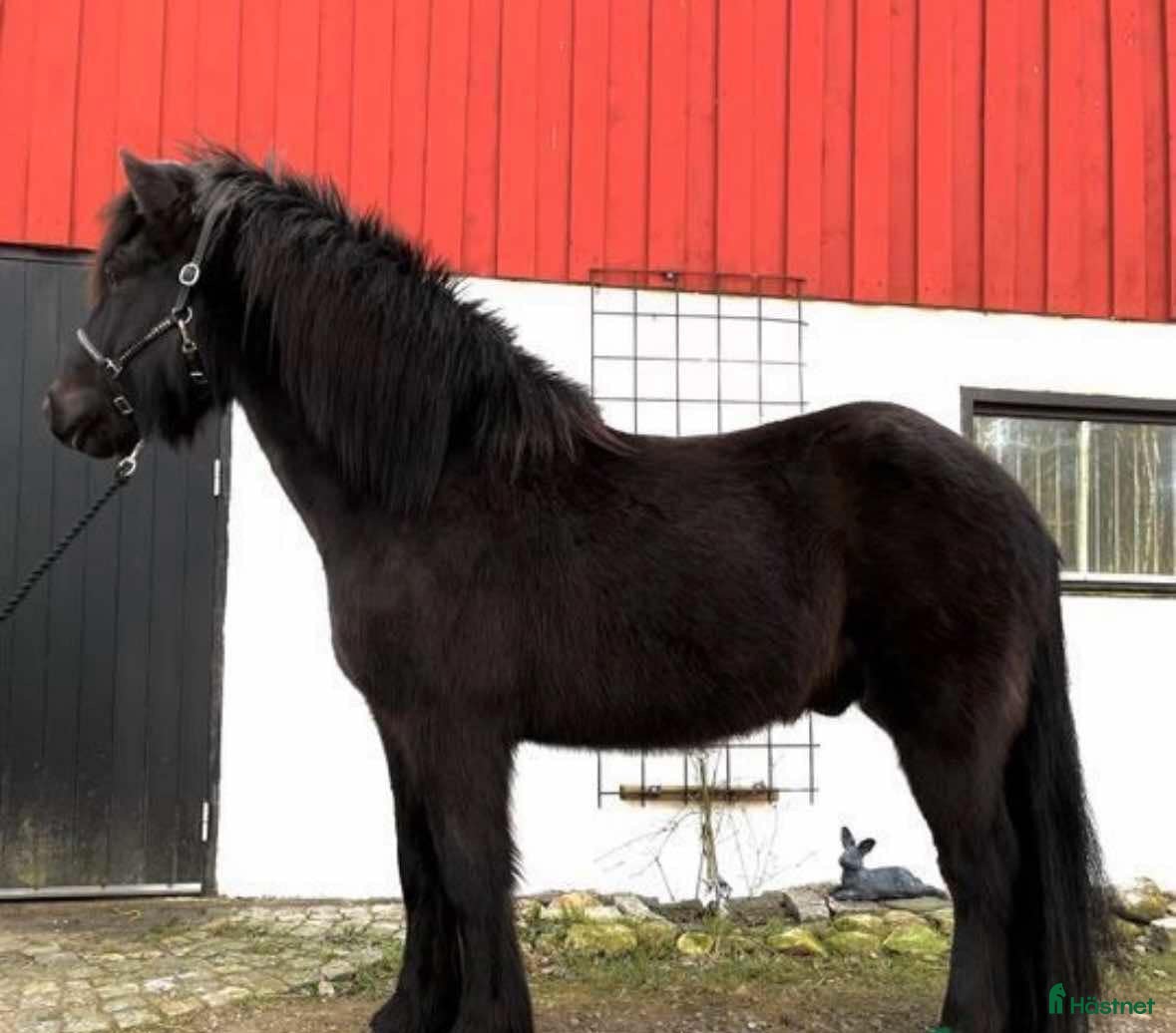  medryttarhäst finnes: Medryttare sökes -minst två dagar/vecka  - Annons 1