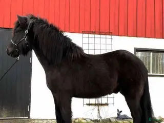 medryttarhäst finnes: Medryttare sökes -minst två dagar/vecka - Annons 1